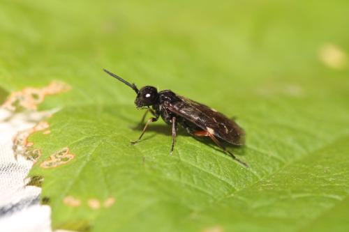 Allantus melanarius